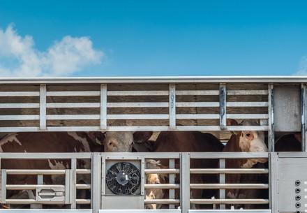 Live animal transport in Europe