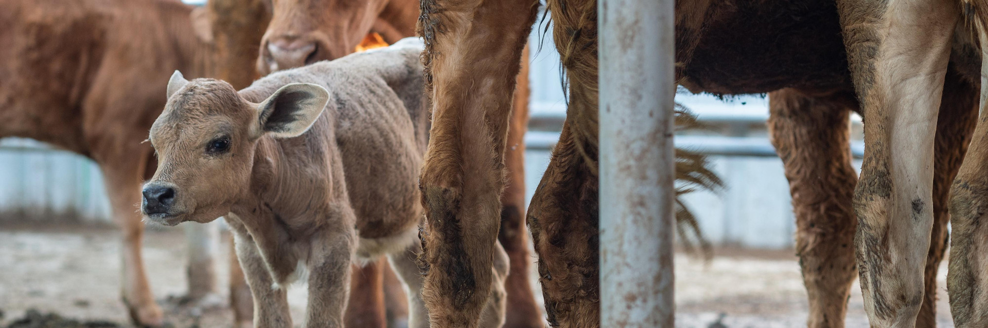 Live animal transport of calves