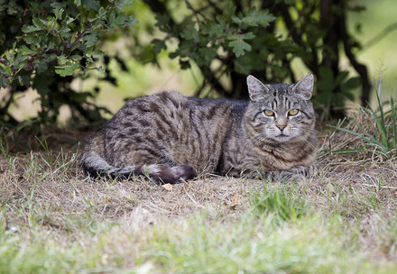 Cat lying on grass