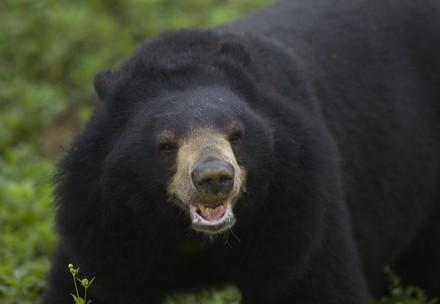 Asiatic black bear in Ninh Binh
