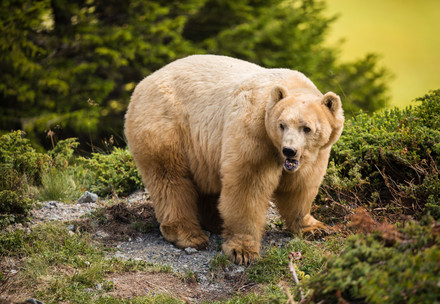 Brown bear Napa in outdoor enclosure