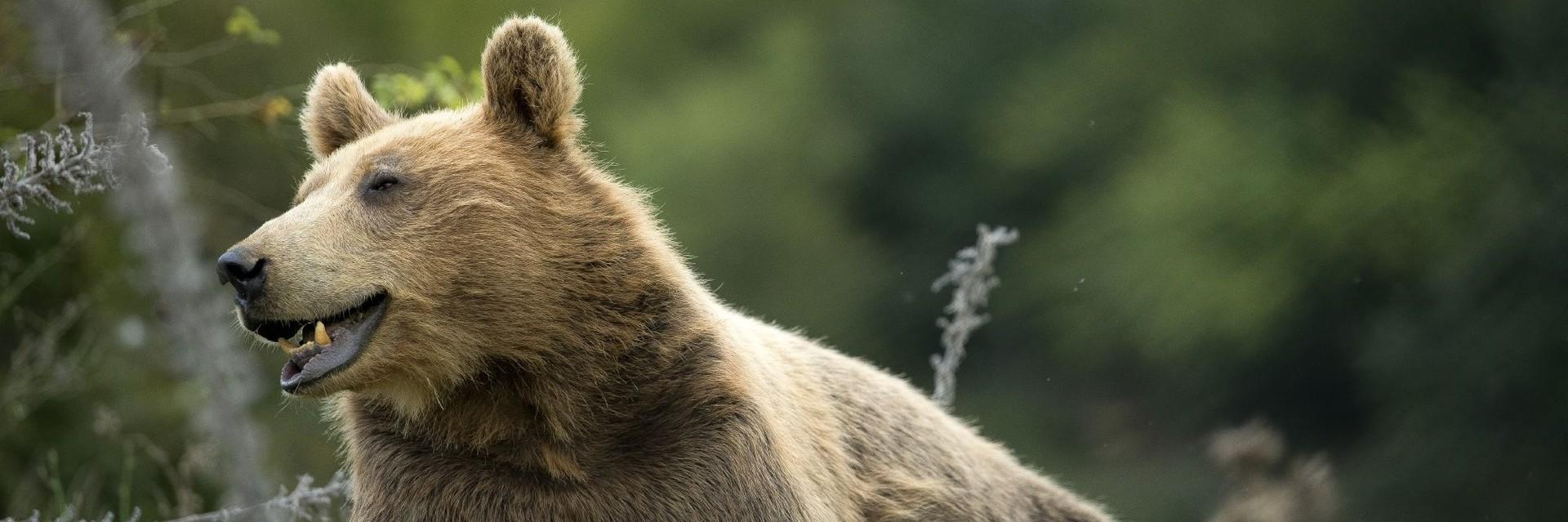 Bear Gjina at BEAR SANCTUARY Prishtina