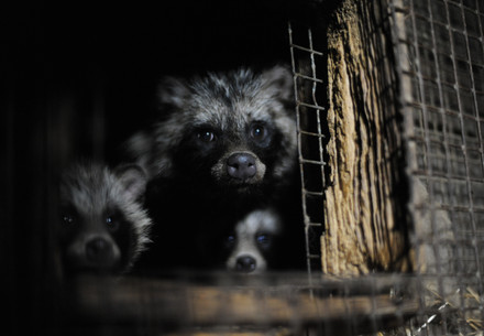 Fur farm