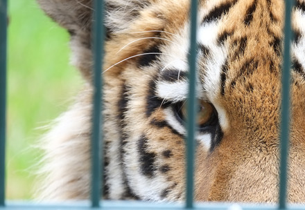 Ruthless Czech Tiger Trader Walks Free after Suspended Sentence
