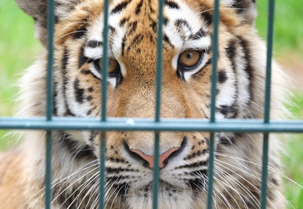 Tiger in a cage