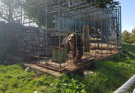 Brown bear Mitko in Slovenia
