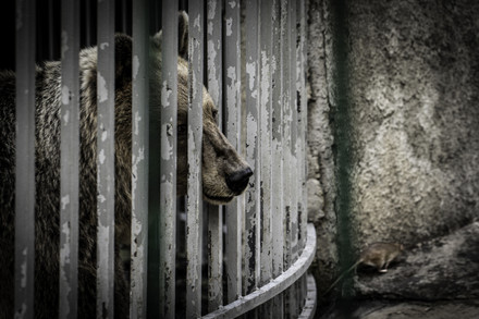 Bear in a cage