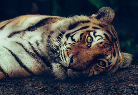 Tiger lying on the ground