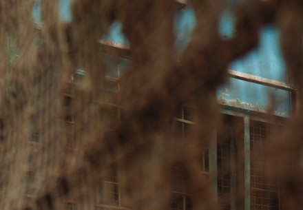 #BreakTheViciousCycle Lion in a cage