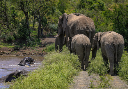 Parade of elephants walking next to a river