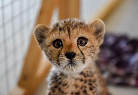Orphaned cheetahs in need of food and supplies