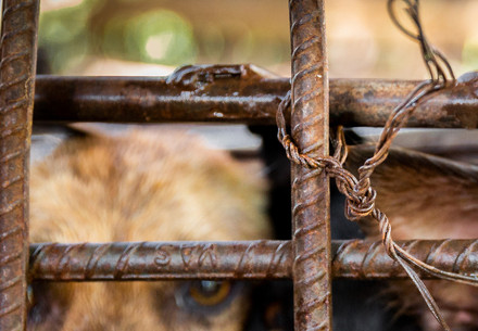 Dogs in a small cage awaiting slaughter