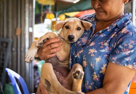 Dog Lion & Luke Dog Lion & Luke