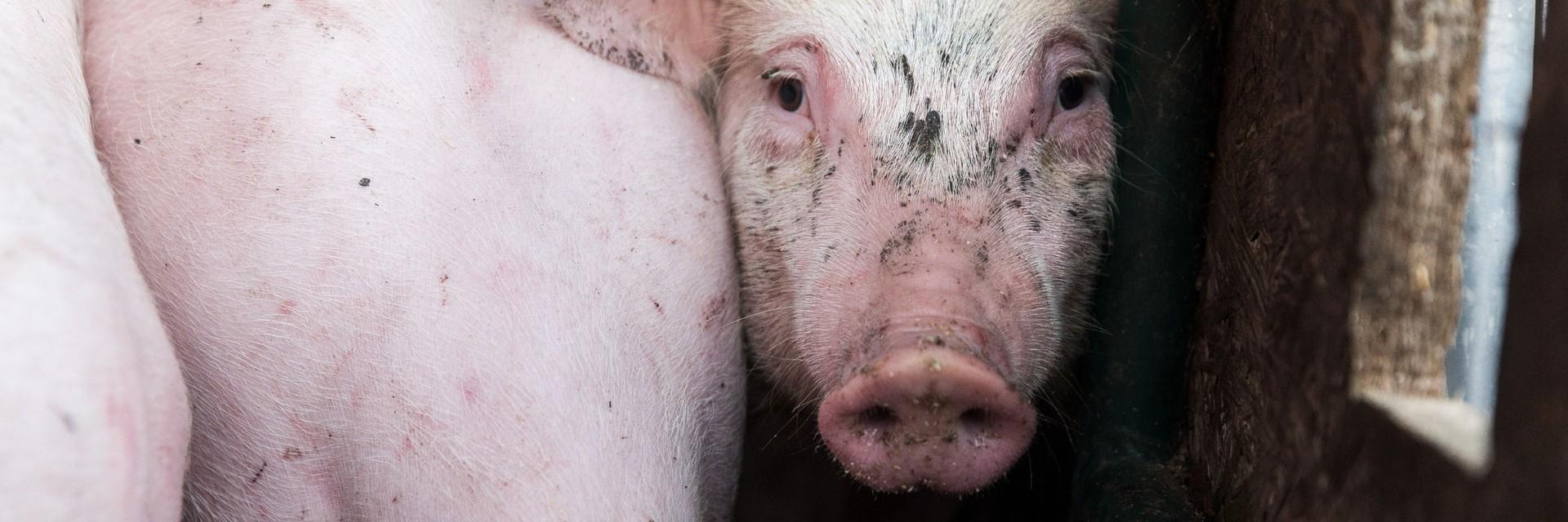What to do if you witness abuse to farm animals