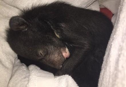 Bears Mi and Tam Bears Mi and Tam