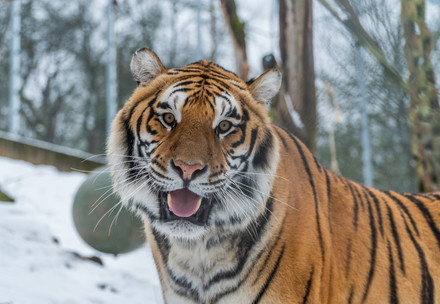 Email Marketing Senior Specialist (Global Donor Outreach Senior Specialist) (m/f/d) Tiger outside in snow