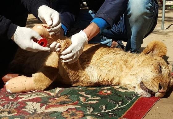 Declawed lioness in Gaza