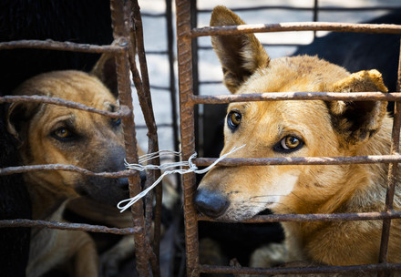 Dogs in cages