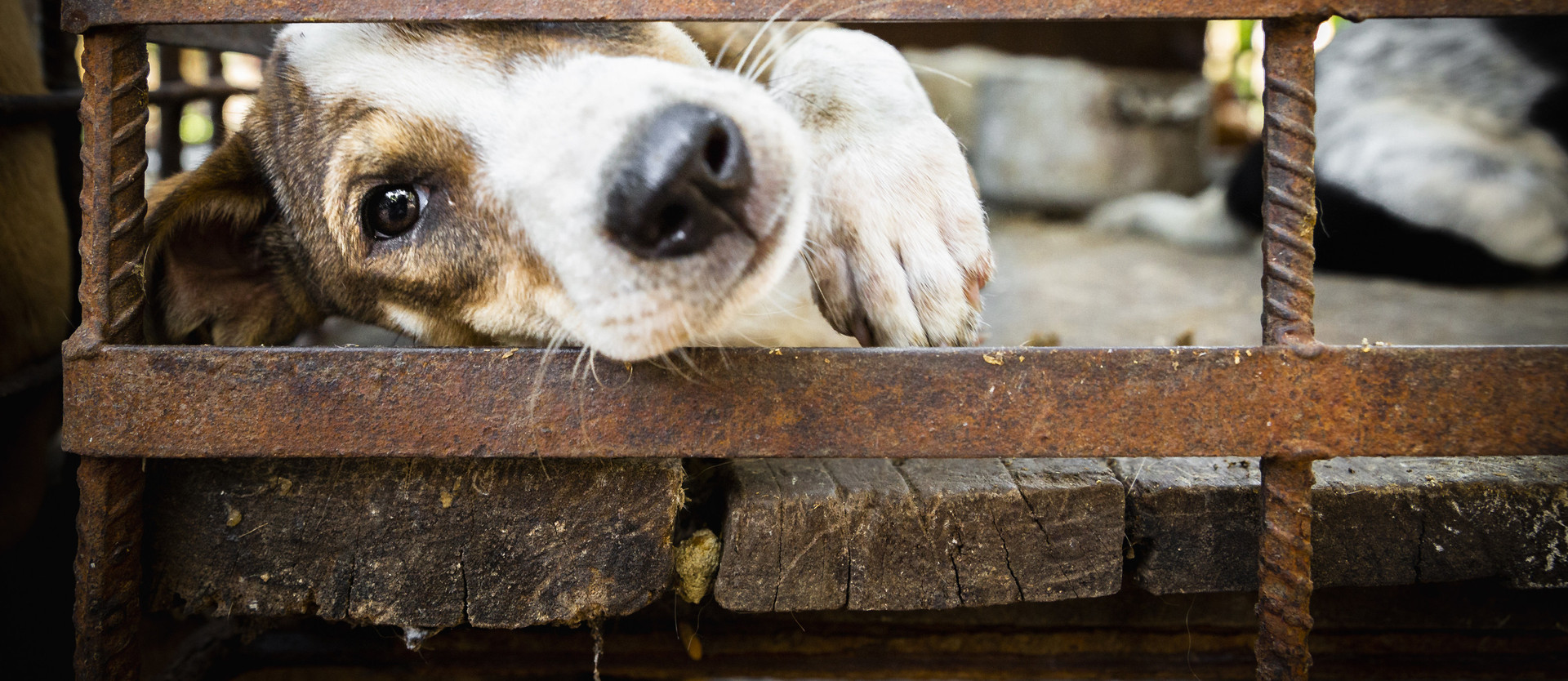 Dog Cat Meat Trade