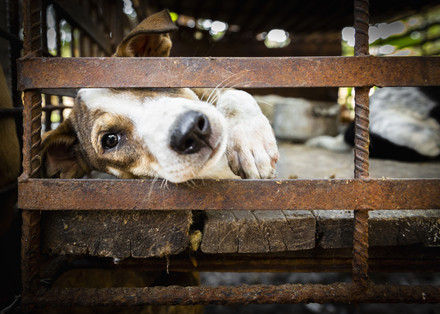 A white and brown dog behind rusty metal bars
