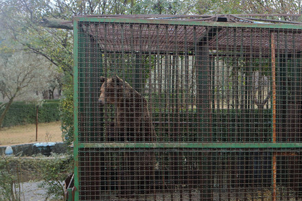 Cruel keeping of bears in captivity