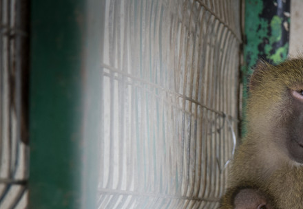 Escalation in Gaza: FOUR PAWS must postpone rescue mission