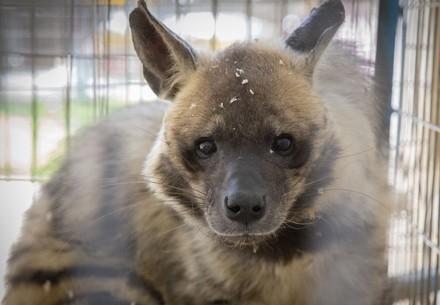 FOUR PAWS to rescue over 40 animals from Rafah Zoo in Gaza