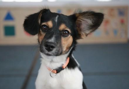 Rescue Dog Caju Therapy dog Caju