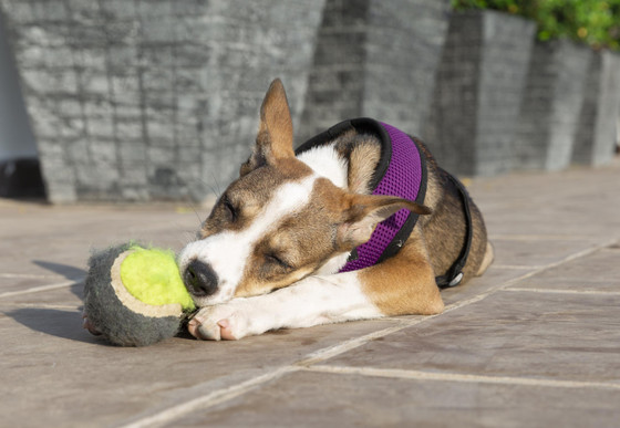 Dog Nanna sleeping with a tennis ball