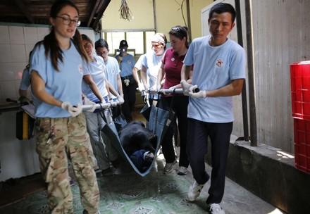 FOUR PAWS rescues five bears from agonising conditions in Vietnam