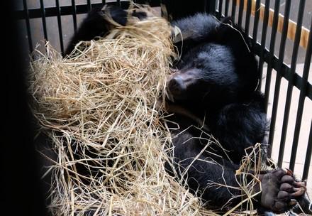 Bears in Vietnam Bears in Vietnam