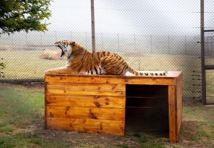 Tiger Caruso finds his happy ending at LIONSROCK