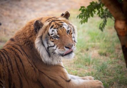 Rescue Tiger Caruso Tiger Caruso