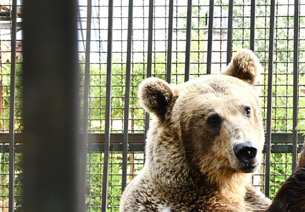 Bear Rocco Bear Rocco