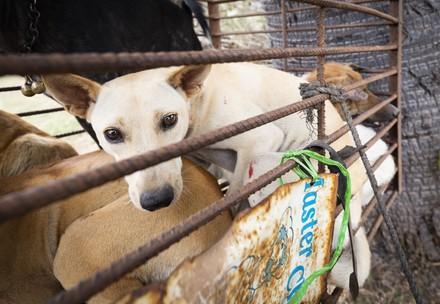A dog in a cage on a motobike Takeo, Cambodia A dog in a cage on a motobike Takeo, Cambodia