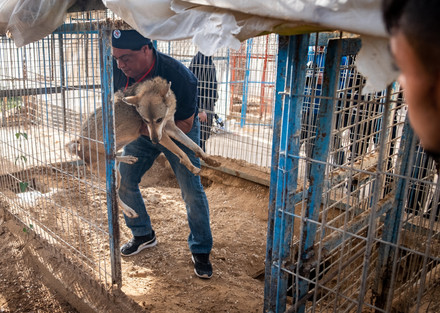 FOUR PAWS rescue mission