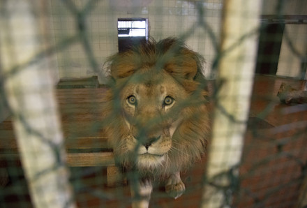 Rescued Lions Continue to Suffer in Albania Because of Bureaucratic Arbitrariness