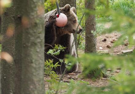 Enrichment in BEAR SANCTUARY