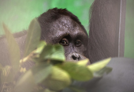 Rescue Orangutan Robin Orangutan Robin