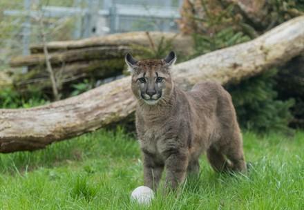 Rescue Puma Tikam Puma in the enclosure