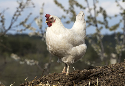Chicken on a farm