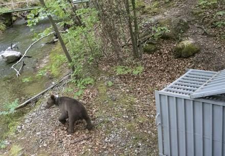 Freedom for three orphaned bear siblings in Bulgaria