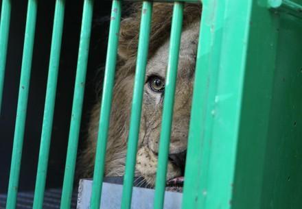 Lion looking out beyond cage