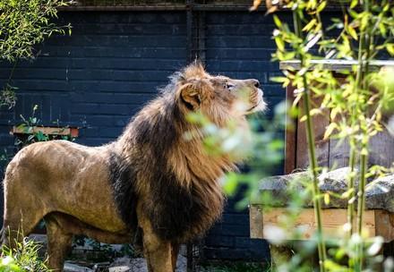 Lion at FELIDA Big Cat Sanctuary