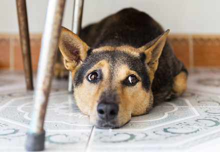 Dog lying under a table (symbolic image)