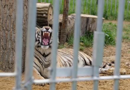 Tiger behind bars