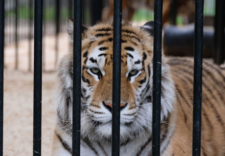 Tiger behind a fence