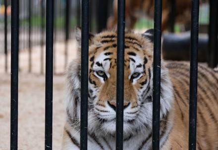 Tiger behind bars
