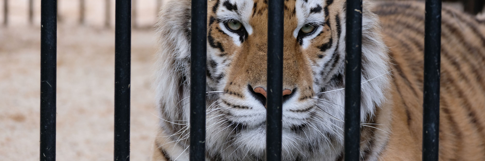 Tiger behind bars
