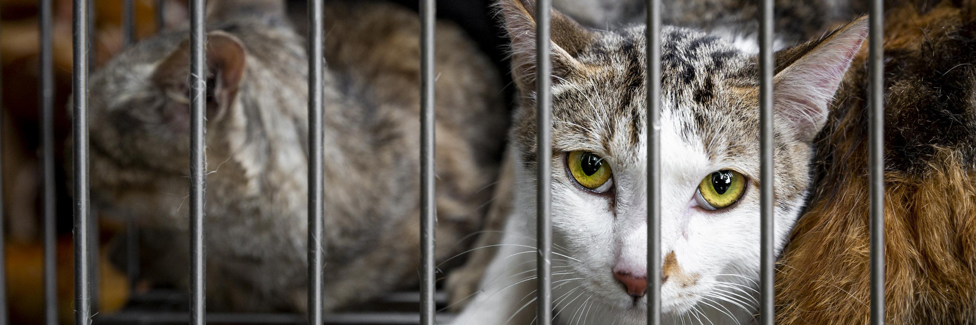 Cat in a cage in Vietnam Cat in a cage in Vietnam